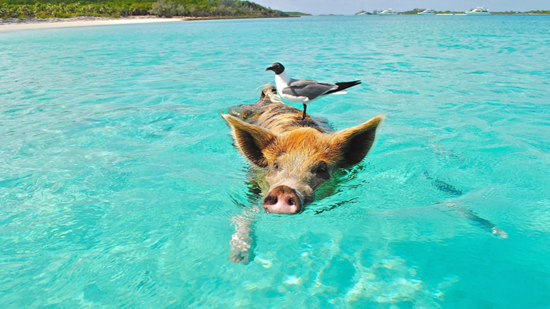 Γερμανία: Αγριογούρουνο κολυμπά χιλιόμετρα στη Βαλτική και ορμά σε λουόμενους