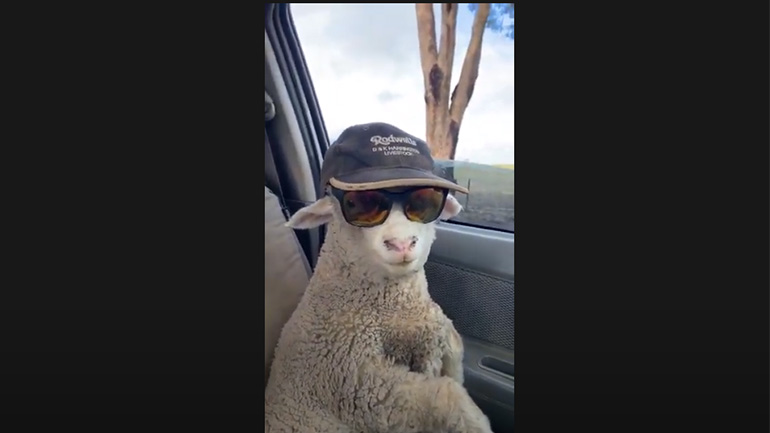 Aυτό το… πρόβατο είναι η επιτομή του Thug Life