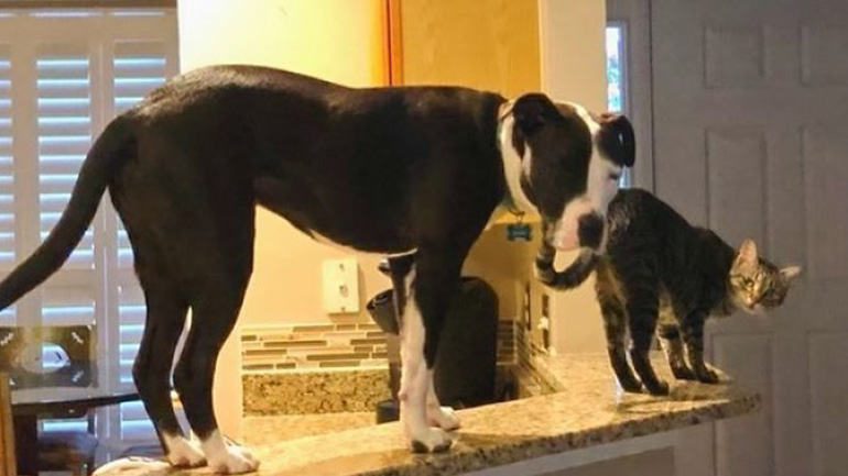 Όταν ένα πιτ μπουλ νομίζει ότι είναι… γάτα
