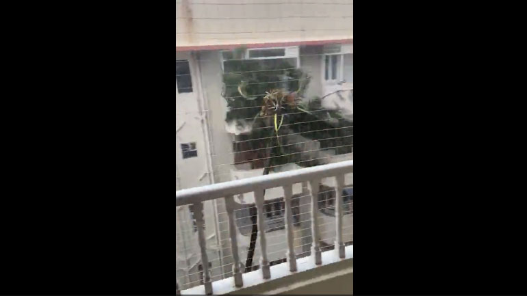 Ο φοίνικας που προσπαθεί να αντισταθεί…