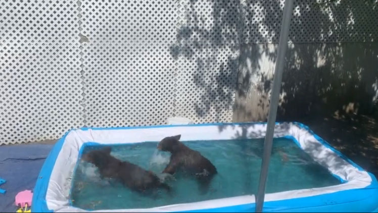 Αρκουδάκια δροσίζονται σε παιδική πισίνα!