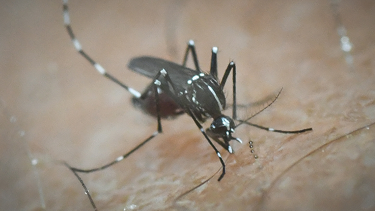 Ιός Δυτικού Νείλου: Νέο κρούσμα στην Ξάνθη – Συνολικά 3 μαζί με Τόπειρο