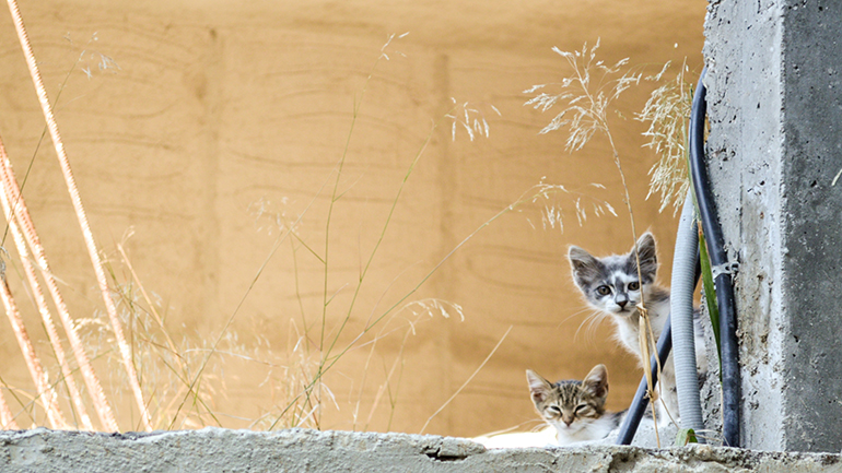 Ζωντανά σε απόγνωση