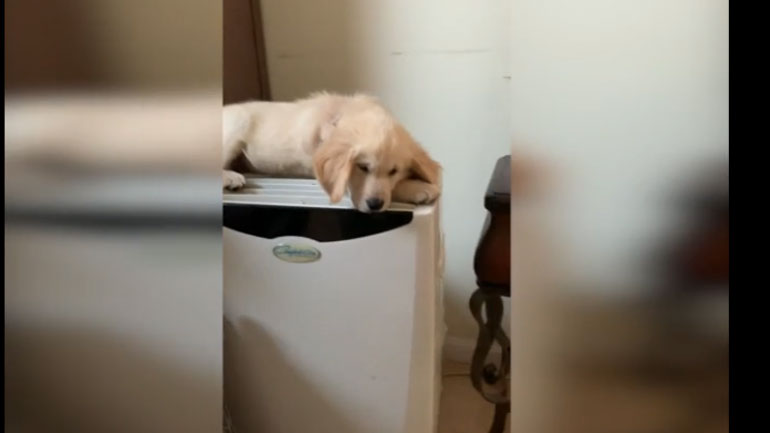 Βρήκε το κατάλληλο μέρος για να δροσιστεί!