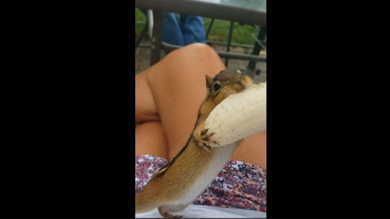Ο σκίουρος που λάτρεψε την μπανάνα!