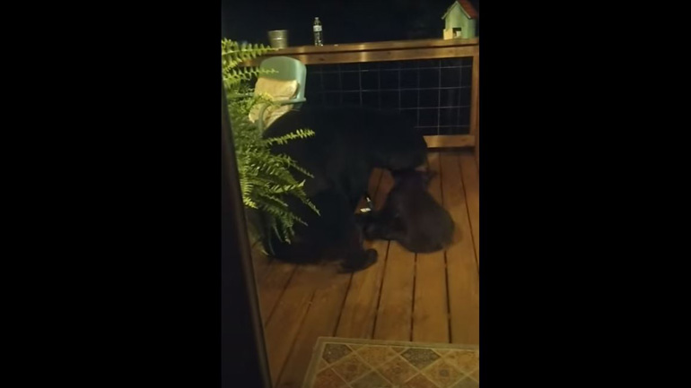 Αρκούδα «κατσαδιάζει» το μικρό της επειδή ανέβηκε σε βεράντα