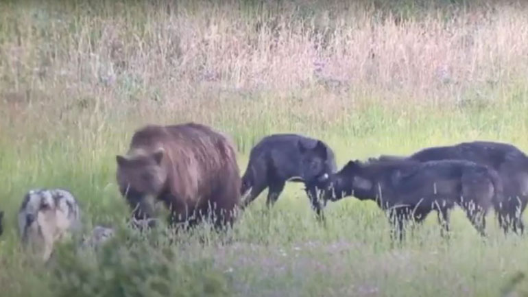 Αγέλη λύκων κυνηγάει αρκούδα