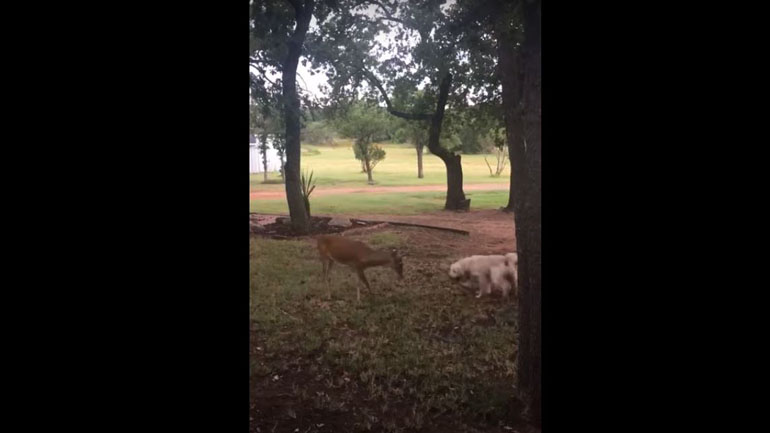 Σκύλος παίζει μαζί με ένα ελάφι