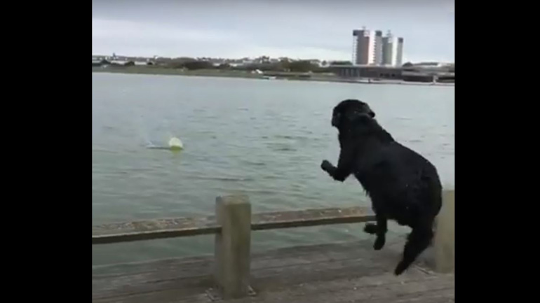 Σκύλος δεν υπολογίζει σωστά την απόσταση για το άλμα του…
