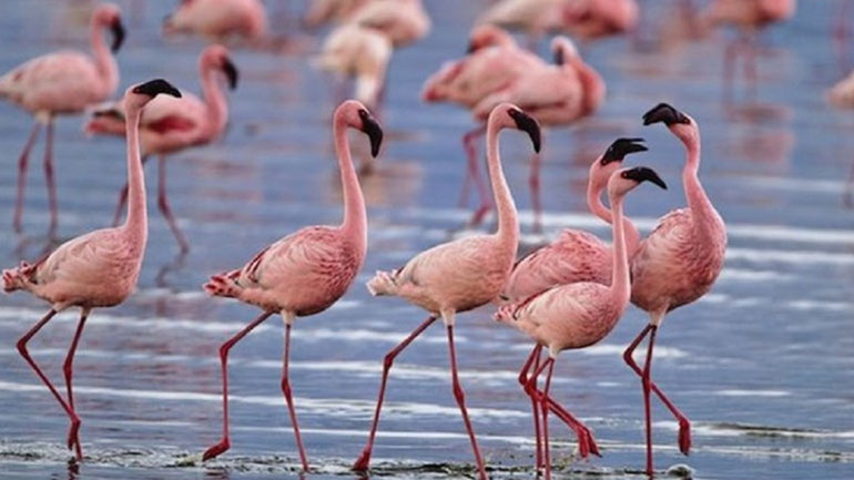 Εικόνες εξωτικής ομορφιάς από 50 φλαμίνγκο στο Ναύπλιο