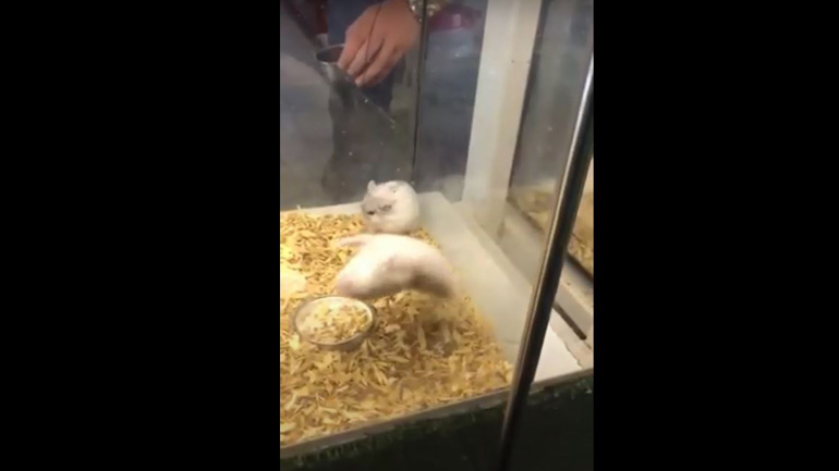 Χάμστερ-ακροβάτης!