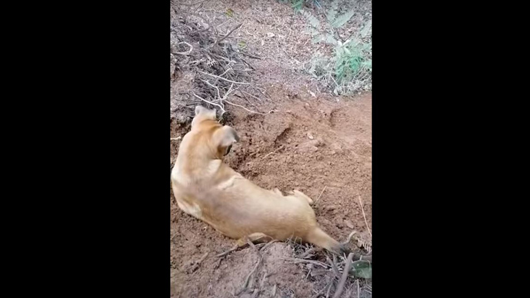 Κουτάβι κάνει τσουλήθρα σε λόφο