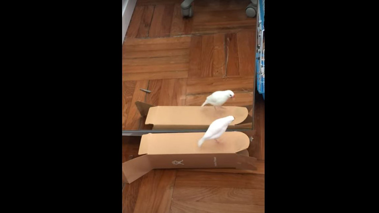 Σπουργίτι χορεύει με την αντανάκλασή του