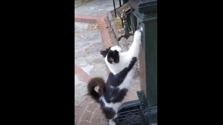 Γάτα ζητάει από περαστικό να της ανοίξει τη βρύση