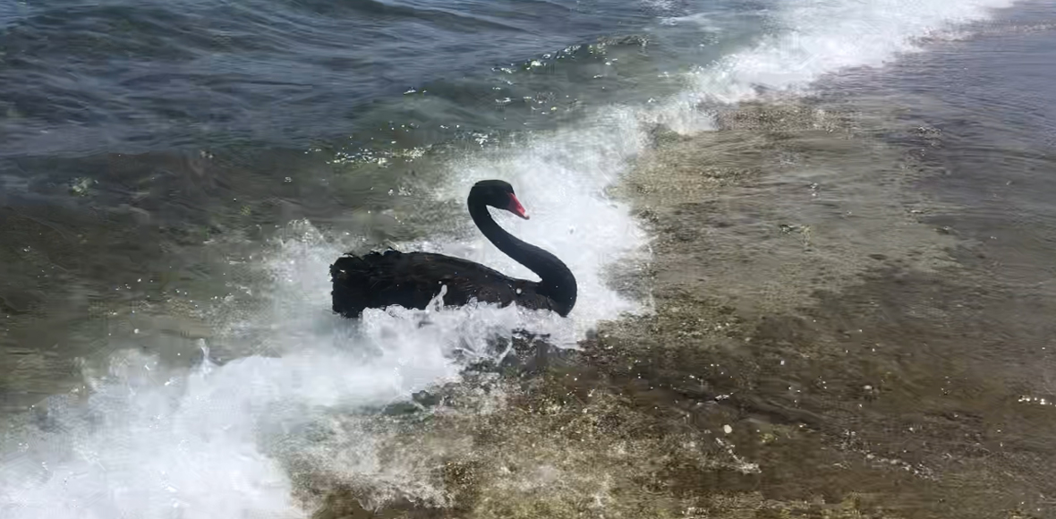 Μαύρος κύκνος στην παραλία του Πόρτο Ράφτη