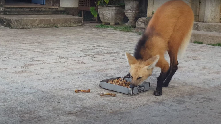 Χαιτοφόρος λύκος απολαμβάνει εδέσματα