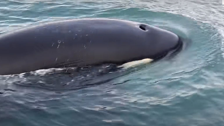 Μια βίδρα ανεβαίνει σε σκάφος για να ξεφύγει από μια φάλαινα όρκα