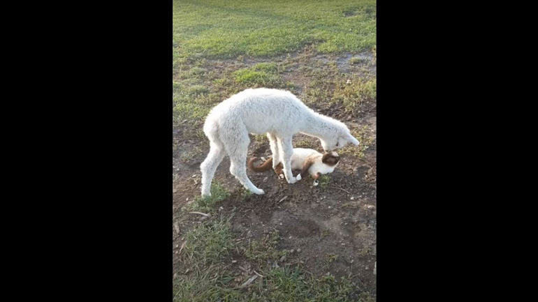 Αλπακά παίζει με γάτα