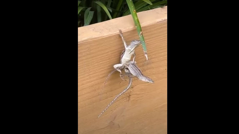 Το πιο cool ανολίς του κόσμου