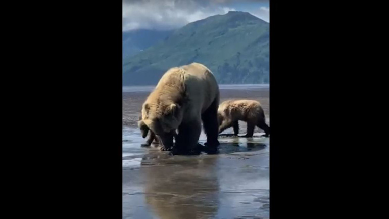 Αρκούδα ψάχνει για αχιβάδες μαζί με τα μικρά της Αρκούδα ψάχνει για αχιβάδες μαζί με τα μικρά της