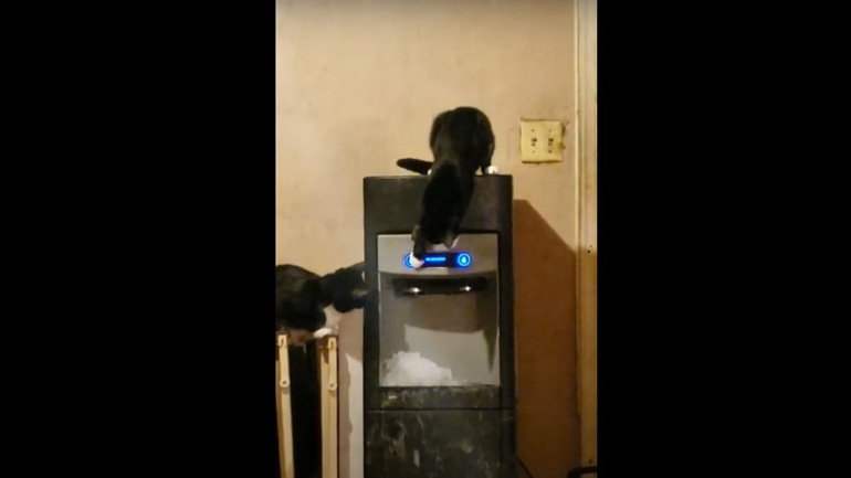 Η περιέργεια «πάγωσε» τη γάτα Η περιέργεια «πάγωσε» τη γάτα