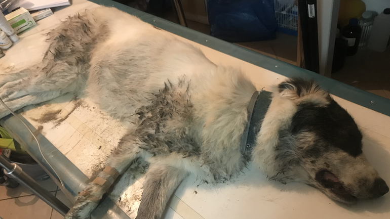 Θρασύδειλη εγκληματική ενέργεια: Πέταξαν φόλες στο Κέντρο Αναπαραγωγής Ελληνικού Ποιμενικού του ΑΡΚΤΟΥΡΟΥ