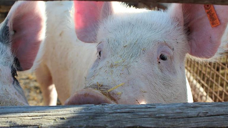 Αμαλιάδα: Άνδρας δέχθηκε επίθεση από το γουρούνι του και κατέληξε στο νοσοκομείο