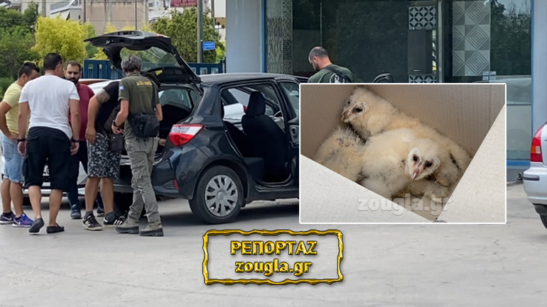 Σύλληψη λαθρέμπορου άγριας πανίδας on air με τον φακό του zougla.gr – Διασώθηκαν 6 σπάνια πουλιά 