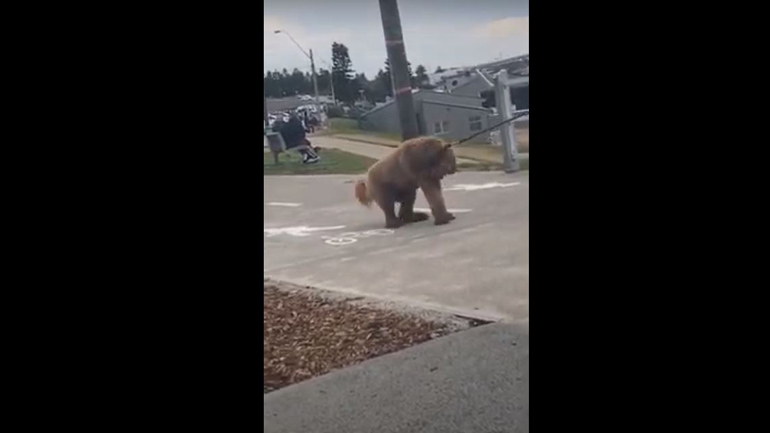 Όταν ο σκύλος δεν θέλει να γυρίσει στο σπίτι…