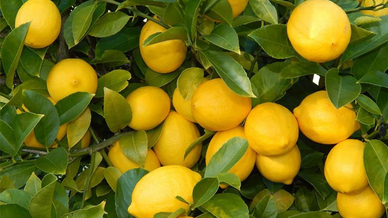 Τα ελληνικά λεμόνια δεν φθάνουν για τις ανάγκες της αγοράς-Οι εισαγωγές “σώζουν την παρτίδα”