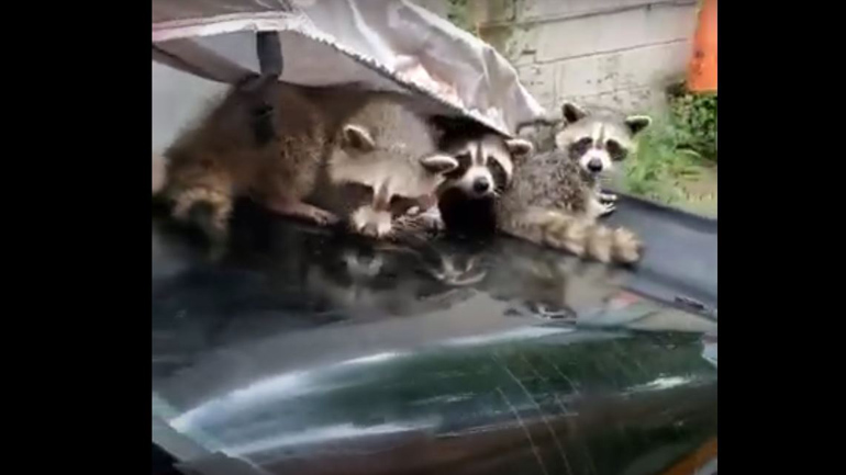 Ρακούν φώλιασαν κάτω από κουκούλα αυτοκινήτου για να αποφύγουν το χαλάζι