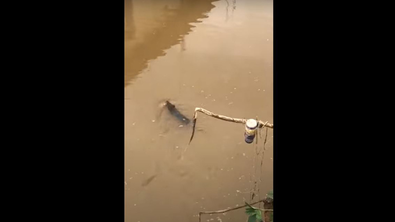 Αρουραίος διασχίζει λίμνη για να βρει το παιδί του Αρουραίος διασχίζει λίμνη για να βρει το παιδί του