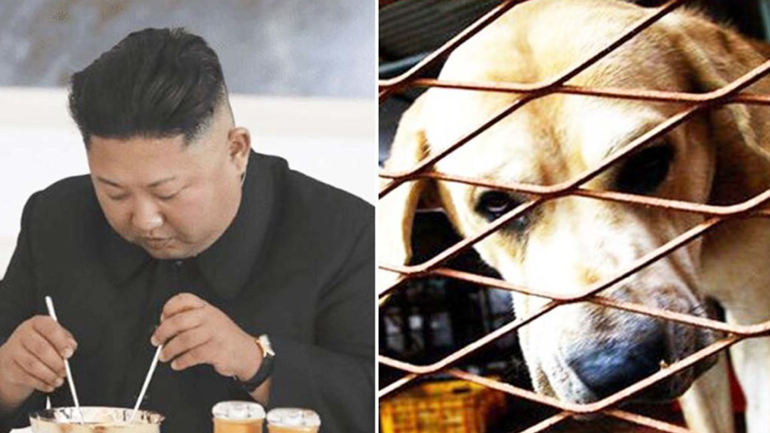 Ο Κιμ Γιονγκ Ουν «επιτάσσει» όλα τα κατοικίδια σκυλιά για να… ταΐσει τον λαό του Ο Κιμ Γιονγκ Ουν «επιτάσσει» όλα τα κατοικίδια σκυλιά για να… ταΐσει τον λαό του