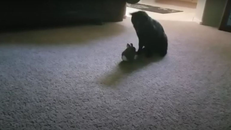 Γάτα επέστρεψε στο σπίτι με ένα… κουνέλι Γάτα επέστρεψε στο σπίτι με ένα… κουνέλι