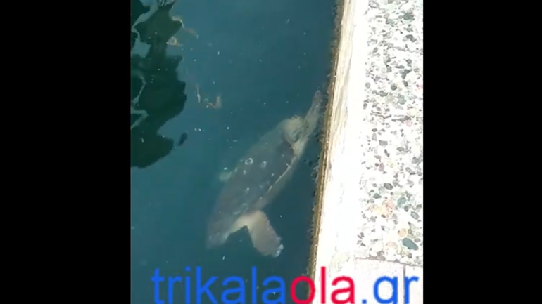 H βουτιά μιας καρέτα – καρέτα στο λιμάνι της Πρέβεζας