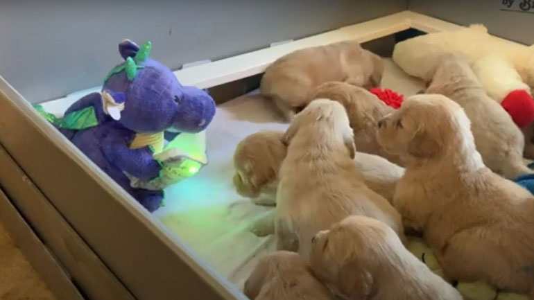 Κουταβάκια αρνούνται να κοιμηθούν μέχρι να ακούσουν ένα παραμύθι Κουταβάκια αρνούνται να κοιμηθούν μέχρι να ακούσουν ένα παραμύθι