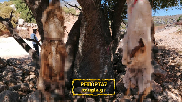 Φρικιαστικό έγκλημα στα Χανιά: Έγδαραν και κρέμασαν σκυλιά – “Θέμα τιμής η σύλληψη του δράστη”