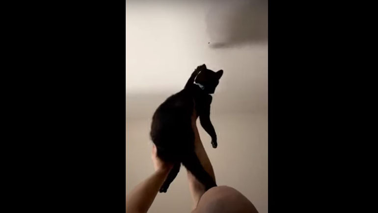 Άνδρας χρησιμοποιεί τη γάτα του για να πιάσει μια… μύγα