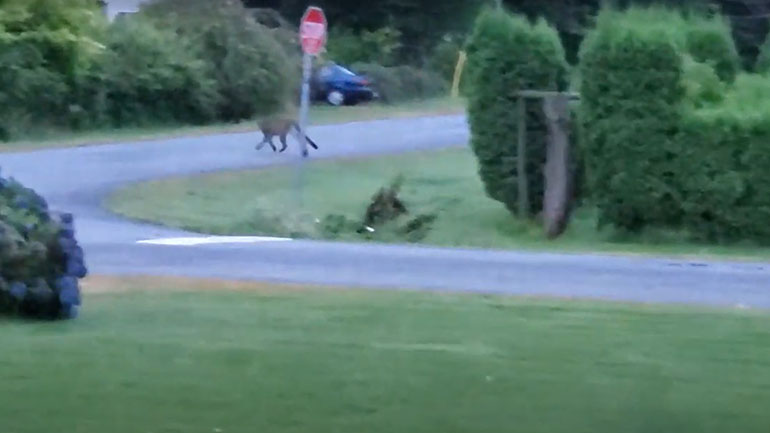Κούγκαρ ακολούθησε ελάφια σε κατοικημένη περιοχή