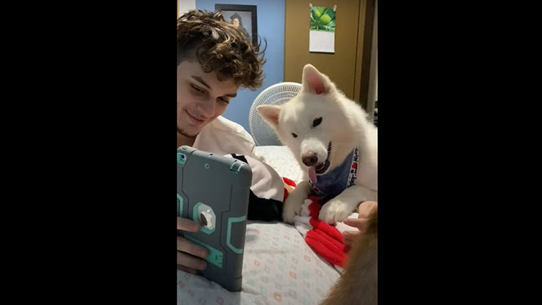 Σκύλος αντιδρά όταν ακούει τη φωνή του αφεντικού του σε βιντεοκλήση Σκύλος αντιδρά όταν ακούει τη φωνή του αφεντικού του σε βιντεοκλήση