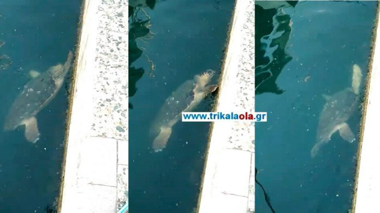 Πρέβεζα: Χελώνα καρέτα-καρέτα κολυμπά στο λιμάνι