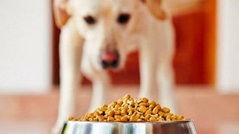 Ο σκύλος μου τρώει τα πράγματά μου, τι να κάνω