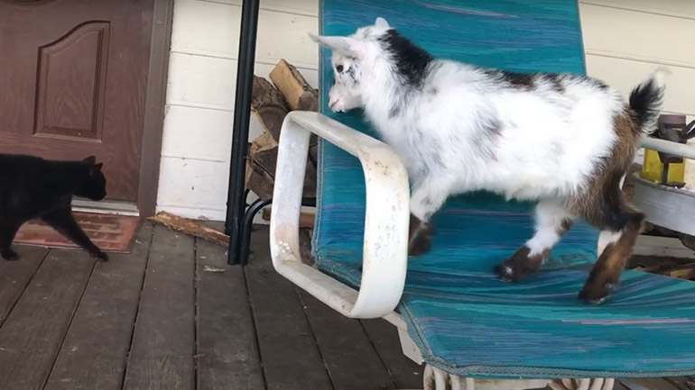 Κατσικάκι δεν κάθεται σε ησυχία Κατσικάκι δεν κάθεται σε ησυχία