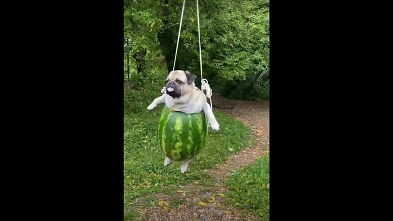 Παγκ κάνει κούνια… σε καρπούζι