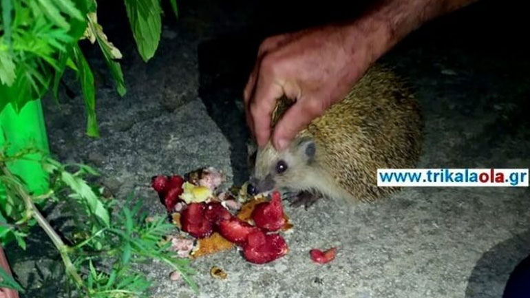 Τρίκαλα: Σκαντζόχοιρος επισκέπτεται μία οικογένεια για να τον ταΐσει