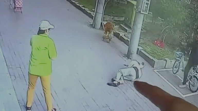 Γάτα αφήνει αναίσθητο έναν ηλικιωμένο