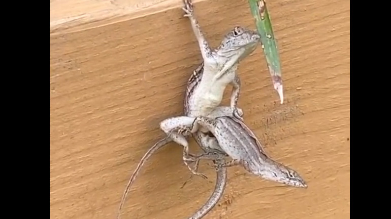 Mια σκληροτράχηλη σαύρα