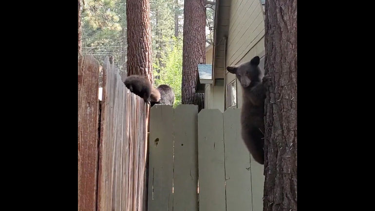 Αρκουδάκια ισορροπούν σε φράχτη