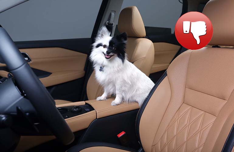 Μία λάθος τακτική που χρησιμοποιούν πολλοί ιδιοκτήτες σκύλων...