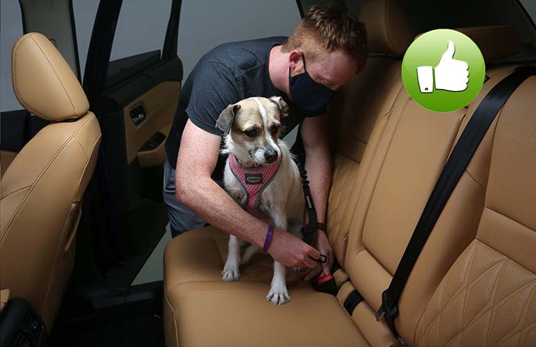 Τα σκυλιά έχουν ειδικές ζώνες ασφαλείας...